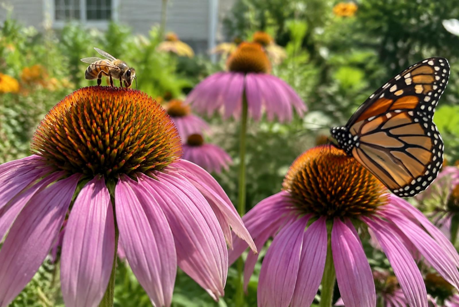 Pollinator Habitat